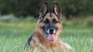 Die Tierdocs: Schäferhund hat sechs Beine