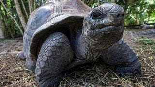 Die Tierdocs: Schildkröte ist aufgedreht