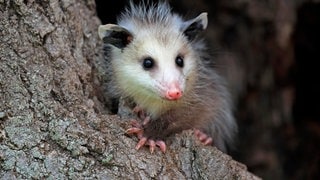 Die Tierdocs: Opossum stellt sich tot (Foto: picture-alliance / Reportdienste, J & C Sohns) Die Tierdocs: Opossum stellt sich tot