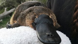 Die Tierdocs: Schnabeltier verhält sich seltsam (Foto: picture-alliance / Reportdienste, Picture Alliance) Die Tierdocs: Schnabeltier verhält sich seltsam