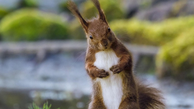 Die Tierdocs: Eichhörnchen mit Allergie (Foto: picture-alliance / Reportdienste, S. Gerth)