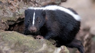 Die Tierdocs: Stinktier riecht gut
