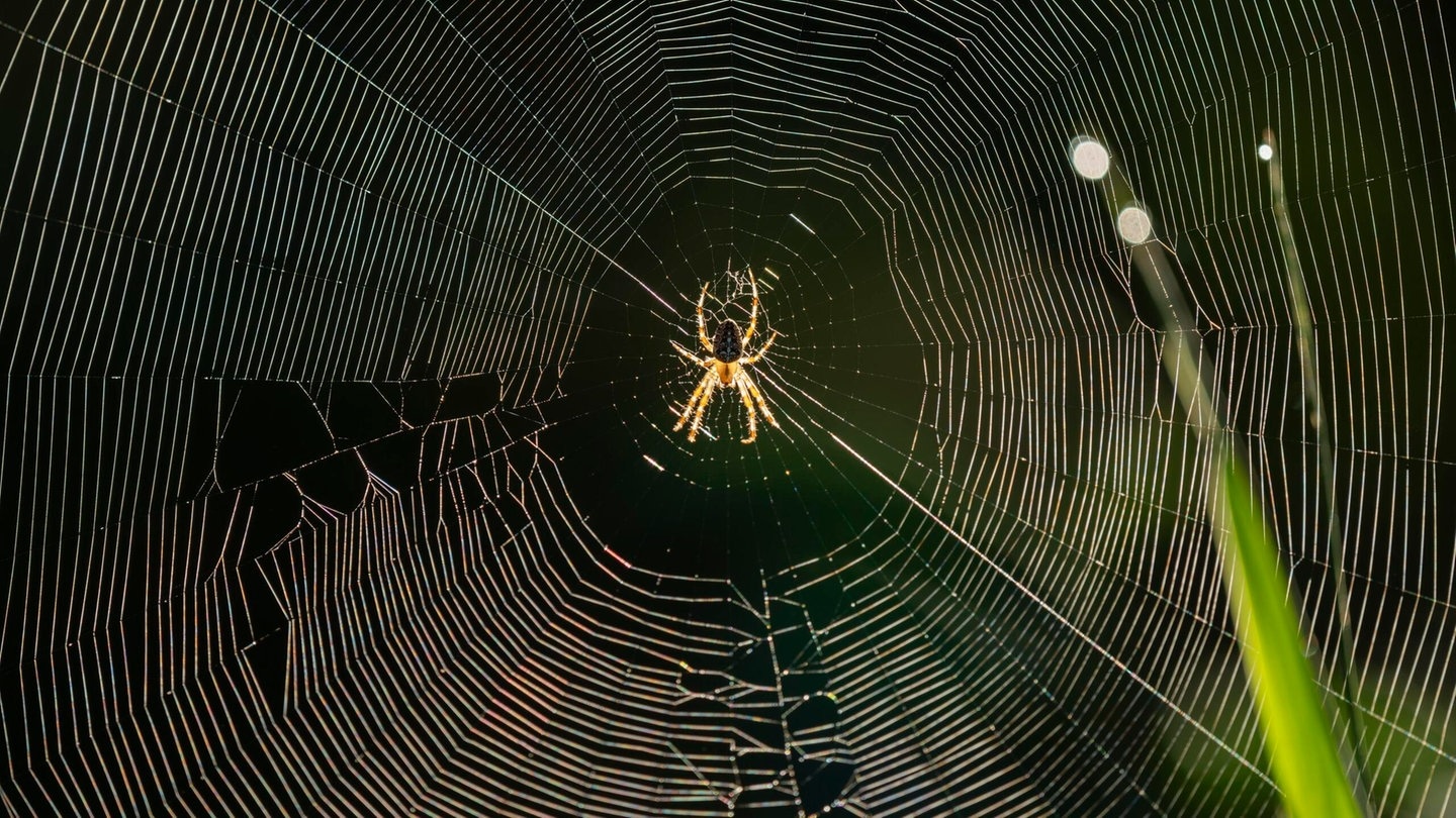 Die Tierdocs: Spinne versteckt sich im Bad