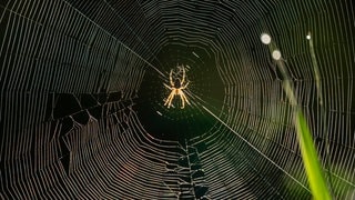 Die Tierdocs: Spinne versteckt sich im Bad (Foto: picture-alliance / Reportdienste, Frank Sommariva) Die Tierdocs: Spinne versteckt sich im Bad