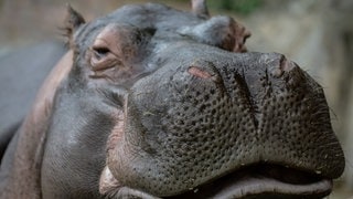 Die Tierdocs: Flusspferd ist vergesslich (Foto: picture-alliance / Reportdienste, Juancho Torres) Die Tierdocs: Flusspferd ist vergesslich