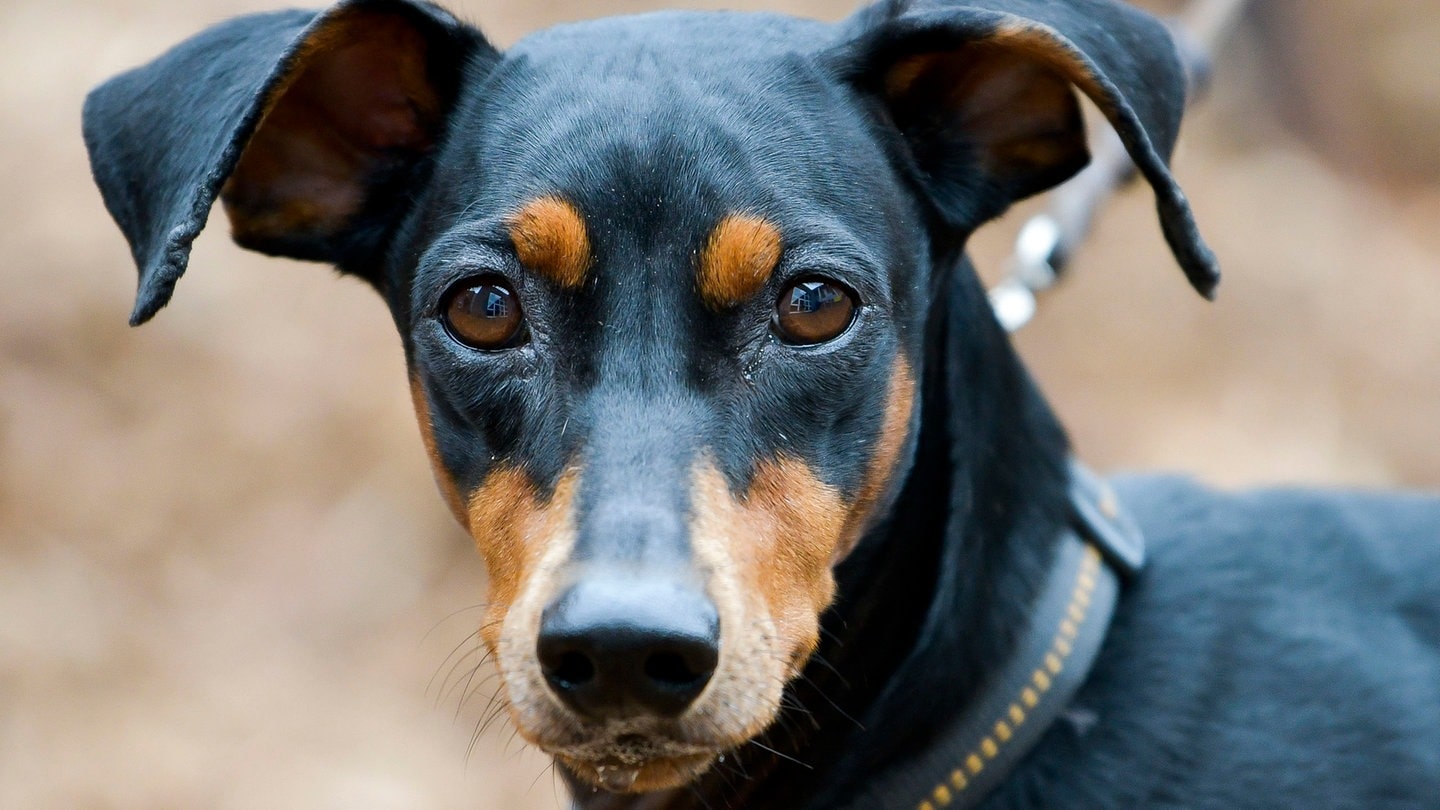 Die Tierdocs: Pinscher will hoch hinaus