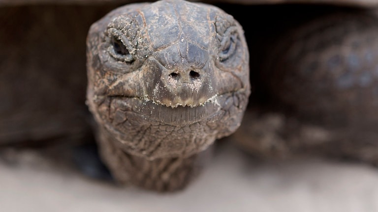 Die Tierdocs: Schildkröte ohne Panzer