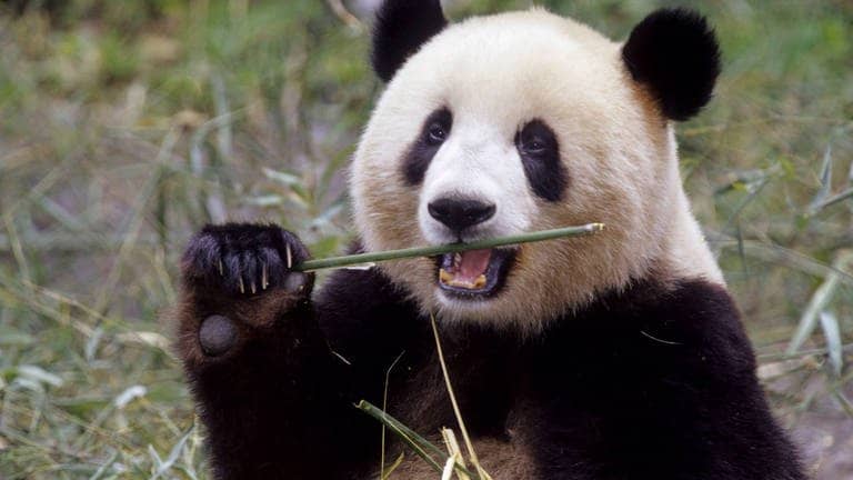 Die Tierdocs: Panda hat Paarungsstress
