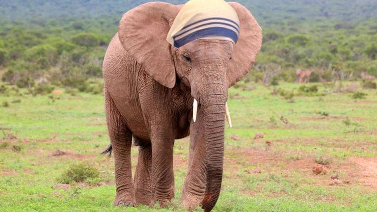 Die Tierdocs: Fürsorgliche Elefantendame (Foto: picture-alliance / Reportdienste, McPHOTO/B. Fraatz)