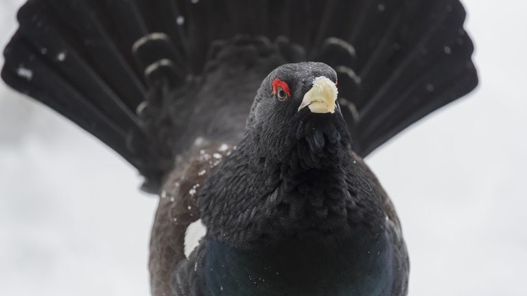 Die Tierdocs: Hahn ist ungeschickt (Foto: picture-alliance / Reportdienste, Christophbosch@gmx.de)