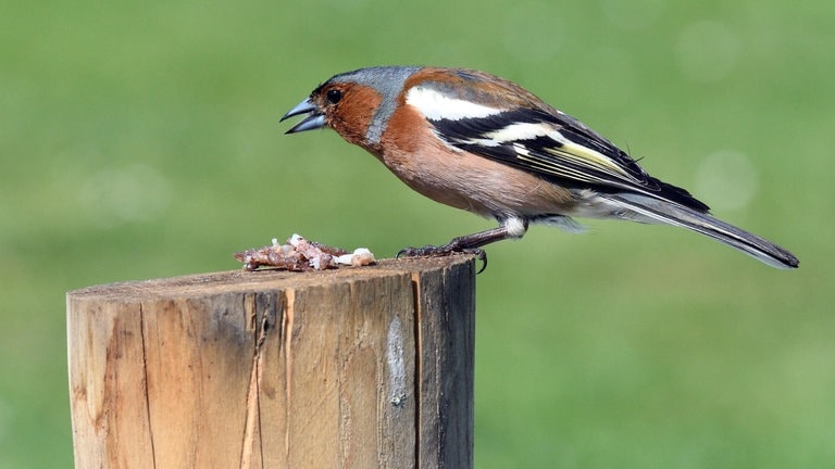 Die Tierdocs: Buchfink und Pfosten (Foto: picture-alliance / Reportdienste, D. Maehrmann)