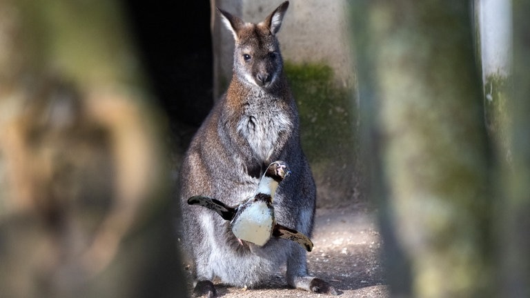 Die Tierdocs: Känguru mit Pinguin