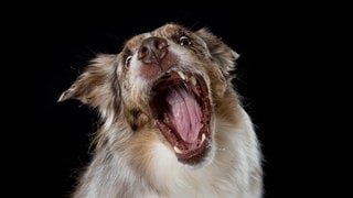 Die Tierdocs: Hund ist aggressiv (Foto: picture-alliance / Reportdienste, Judith Dzierzawa) Die Tierdocs: Hund ist aggressiv