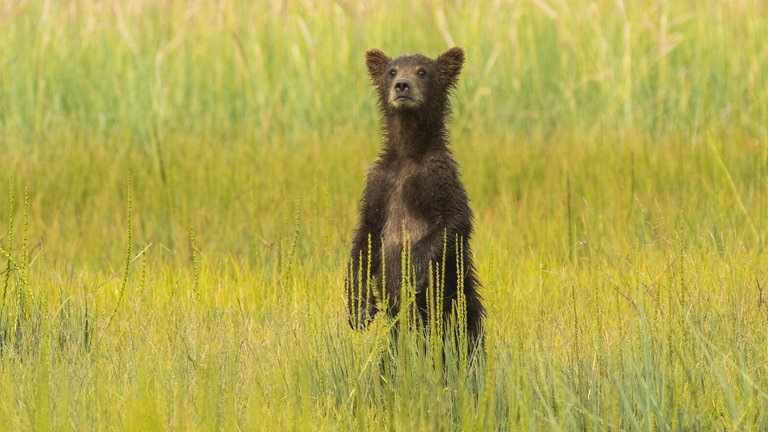 Die Tierdocs: Dünner Bär