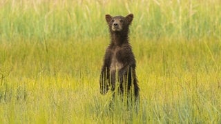 Die Tierdocs: Dünner Bär (Foto: picture-alliance / Reportdienste, Christopher Boswell) Die Tierdocs: Dünner Bär