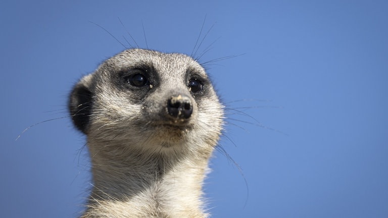 Die Tierdocs: Erdmännchen trinkt Kaffee