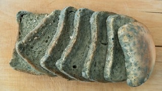Karls coole Gesundheitskniffs: Brotdose nach den Ferien (Foto: picture-alliance / Reportdienste, Davor Puklavec) Karls coole Gesundheitskniffs: Brotdose nach den Ferien