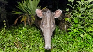 Die Tierdocs: Tapir frisst ständig Fleeschknepp (Foto: picture-alliance / Reportdienste, Martin Woike) Die Tierdocs: Tapir frisst ständig Fleeschknepp