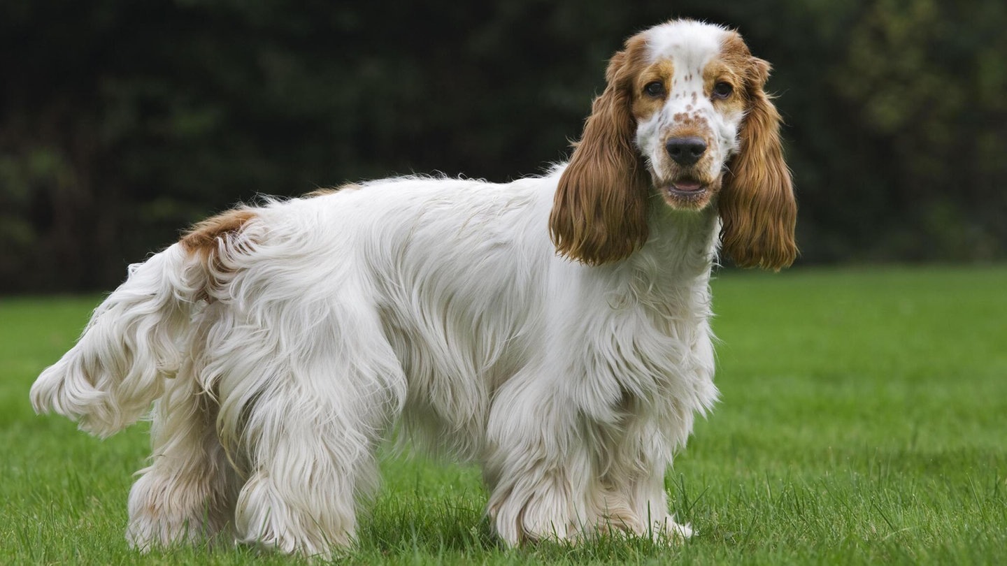 Die Tierdocs: Spaniel ist spielsüchtig