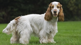 Die Tierdocs: Spaniel ist spielsüchtig (Foto: picture-alliance / Reportdienste, alimdi / Arterra) Die Tierdocs: Spaniel ist spielsüchtig