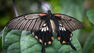 Die Tierdocs: Falter ist zu dick (Foto: picture-alliance / Reportdienste, Vit Simanek) Die Tierdocs: Falter ist zu dick