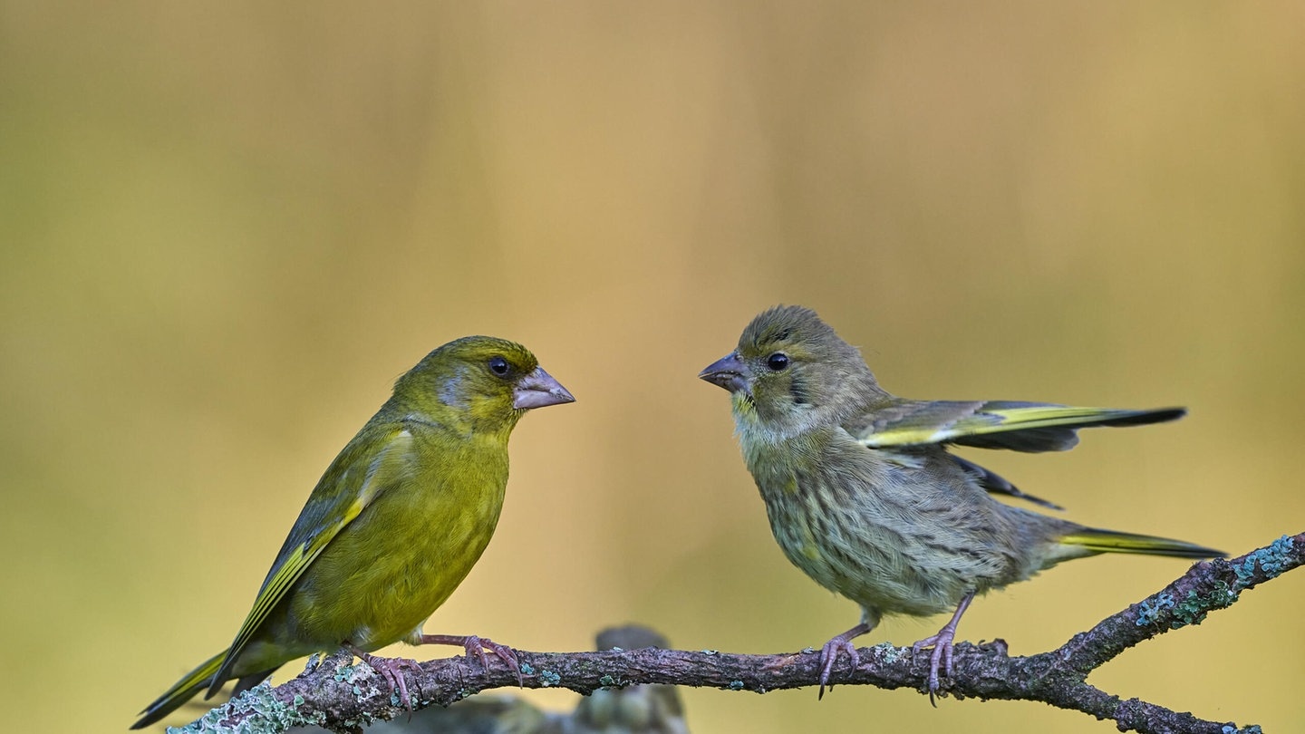 Die Tierdocs: Finken stören beim Abendessen