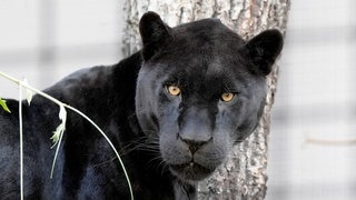 Die Tierdocs: Jaguar trägt Hüte