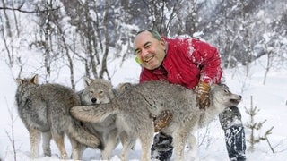 Aiwangers Wolfsrechnung (Foto: picture-alliance / Reportdienste, Peter Cairns) Aiwangers Wolfsrechnung