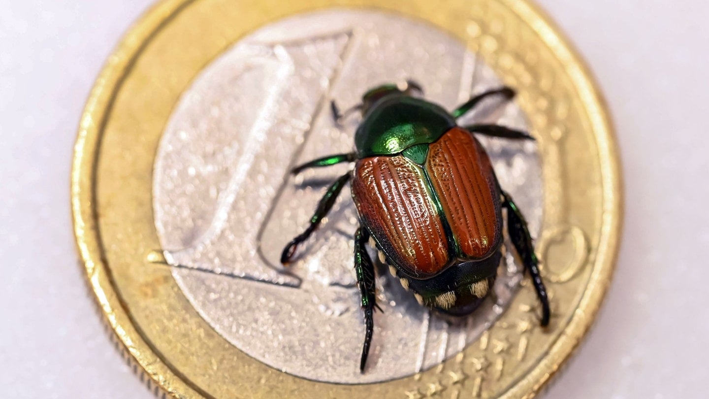 Die Tierdocs suchen den Japankäfer