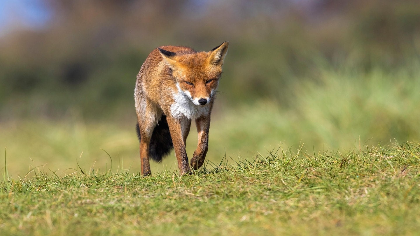 Die Tierdocs: Fuchs tanzt
