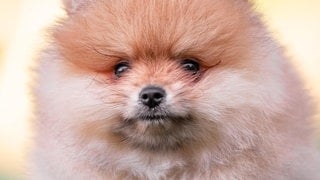 Die Tierdocs: Spitz wankt immer noch (Foto: picture-alliance / Reportdienste, Sofiia Potanina) Die Tierdocs: Spitz wankt immer noch