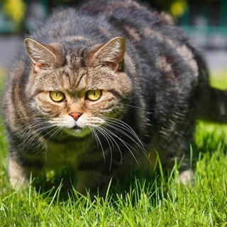 Die Tierdocs: Schwerer Kater
