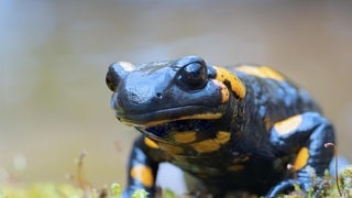 Die Tierdocs: Teurer Salamander (Foto: picture-alliance / Reportdienste, coroiu octavian) Die Tierdocs: Teurer Salamander