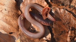 Die Tierdocs: Ohrwurm geht nicht weg (Foto: picture-alliance / Reportdienste, Manfred Ruckszio) Die Tierdocs: Ohrwurm geht nicht weg