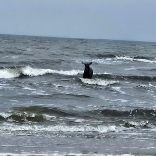 Da steht ein Elch aufm Strand