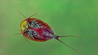 Krebs Triops