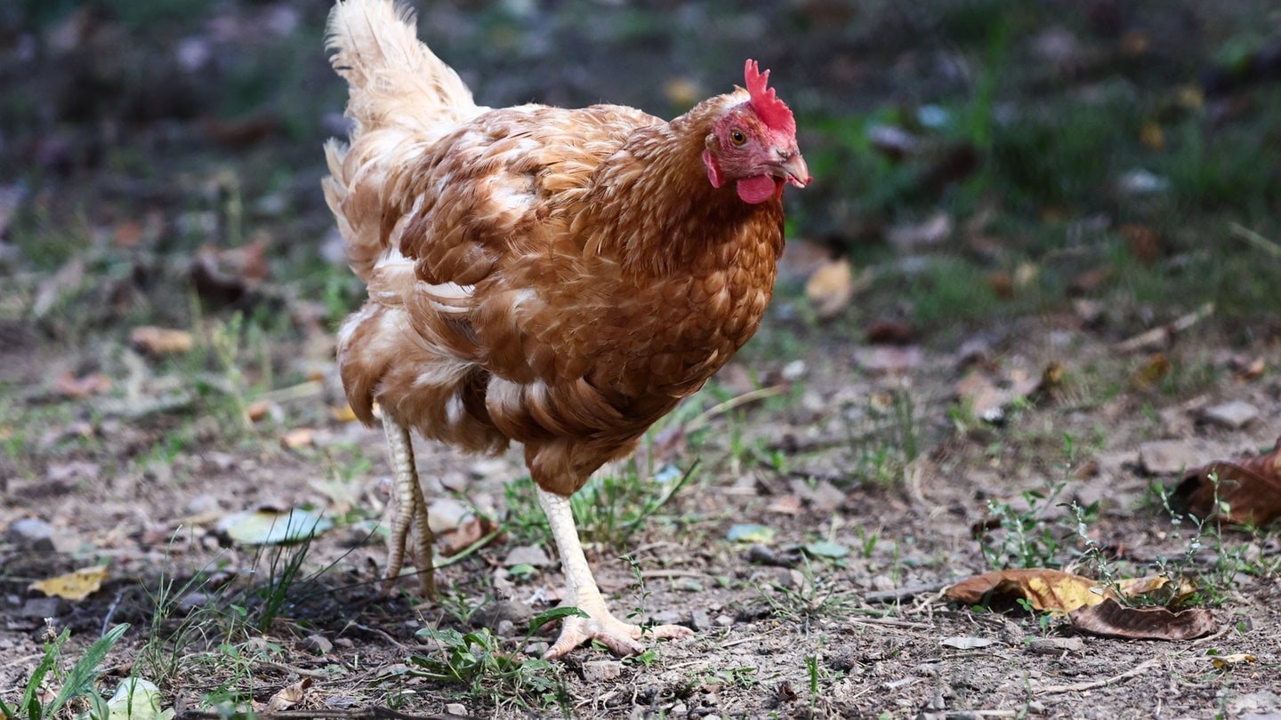 Die Tierdocs: Huhn läuft komisch