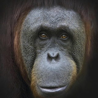 Die Tierdocs: Orang Utan ist unberechenbar