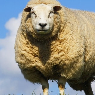 Die Tierdocs: Schaf knabbert Kabel an
