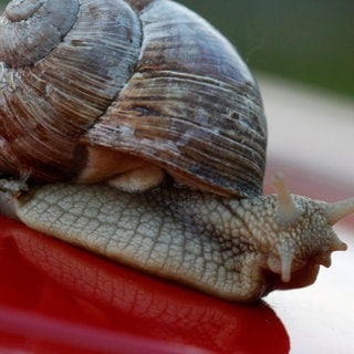 Die Tierdocs: Schnecke zerkratzt Auto