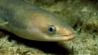 Die Tierdocs: Aal bekommt Besuch (Foto: picture-alliance / Reportdienste, Reinhard Dirscherl) Die Tierdocs: Aal bekommt Besuch