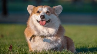 Die Tierdocs: Corgi ist nachdenklich (Foto: picture-alliance / Reportdienste, Sofiia Potanina) Die Tierdocs: Corgi ist nachdenklich