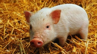 Die Tierdocs: Schwein diskutiert