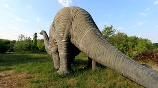 Die Tierdocs: Dino gewinnt nie (Foto: picture-alliance / Reportdienste, R7162 Muhs) Die Tierdocs: Dino gewinnt nie