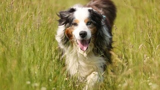 Die Tierdocs: Hund trinkt Rotwein (Foto: picture-alliance / Reportdienste, Rene Traut) Die Tierdocs: Hund trinkt Rotwein