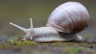 Die Tierdocs: Schnecke zerlegt Sachen (Foto: picture-alliance / Reportdienste, Rene Traut) Die Tierdocs: Schnecke zerlegt Sachen