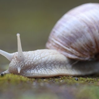 Die Tierdocs: Schnecke zerlegt Sachen