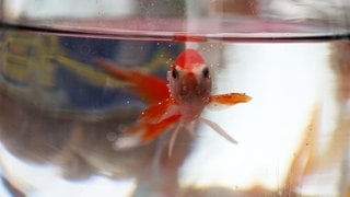 Die Tierdocs: Fisch ist bewaffnet (Foto: picture-alliance / Reportdienste, Fatemeh Bahrami) Die Tierdocs: Fisch ist bewaffnet