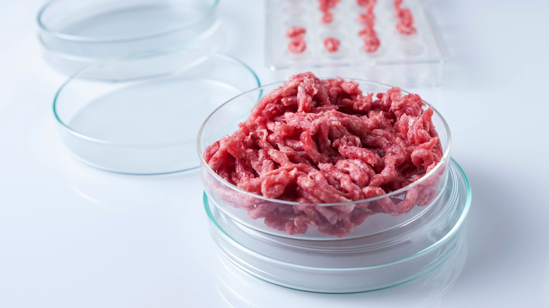 Foto: IMAGO, IMAGO / Science Photo Library Symbolbild Laborfleisch in der Petrischale (Foto: IMAGO, IMAGO / Science Photo Library)