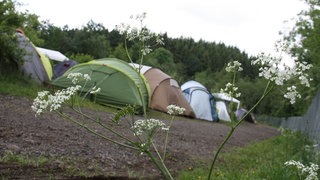 Fuck the greens - IMG_1286.JPG